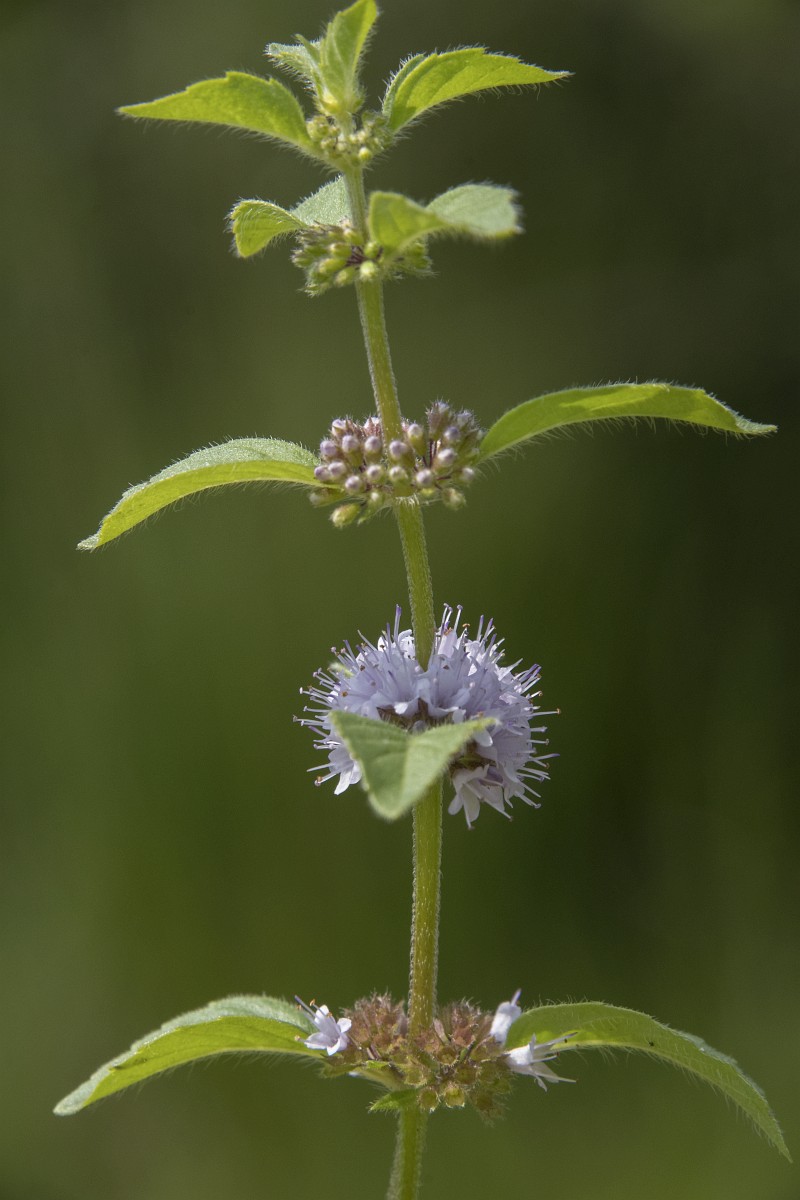 Mentha arvensis, Field Mint
